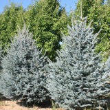 Colorado Blue Spruce