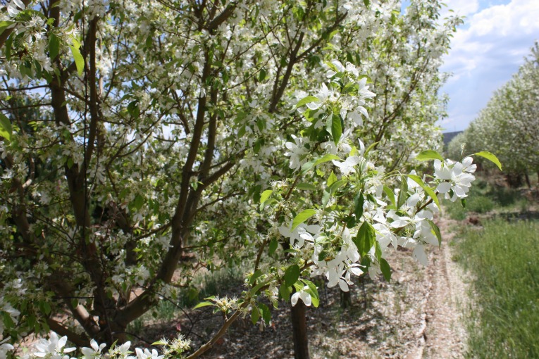 Spring Snow Crabapple