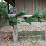 Austrian Pine