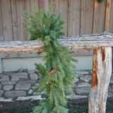 Douglas Fir