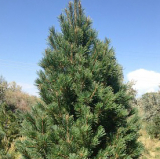 Southwestern White Pine