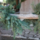 Alpine Fir