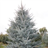 Colorado Blue Spruce