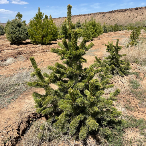 Bristlecone Pine