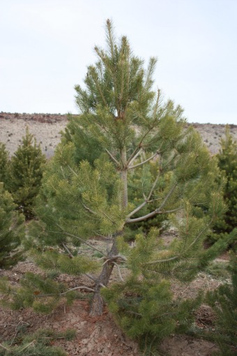 Scotch Pine