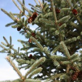 Black Hills Spruce