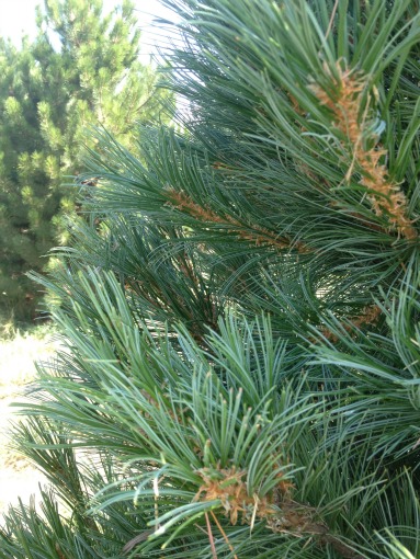 Southwestern White Pine