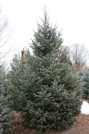 Engelmann Spruce