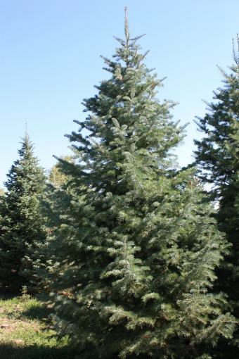 Concolor Fir