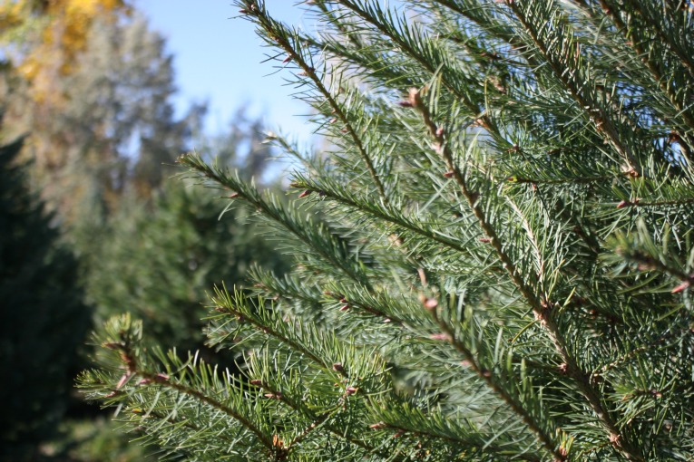 Douglas Fir