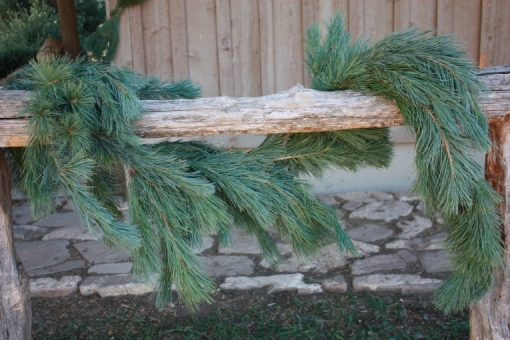 Southwestern White Pine