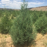 Rocky Mountain Juniper