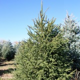 Norway Spruce