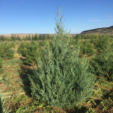 Rocky Mountain Juniper