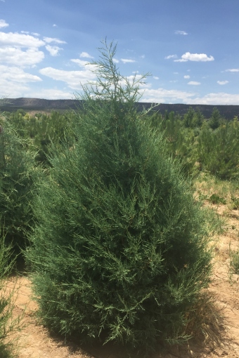 Rocky Mountain Juniper