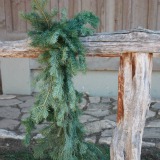 Alpine Fir