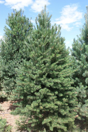 Scotch Pine