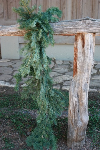 Alpine Fir