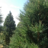 Southwestern White Pine