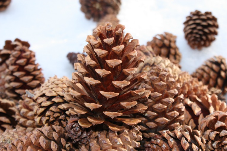 Ponderosa Pine Cone