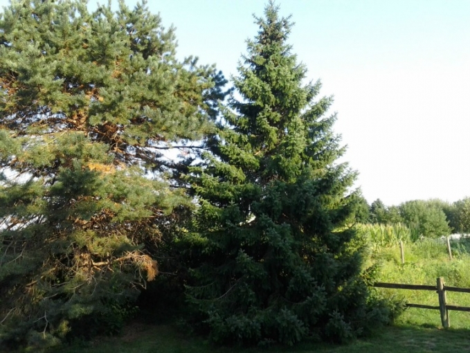 Serbian Spruce