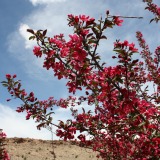 Prairie Fire Crabapple