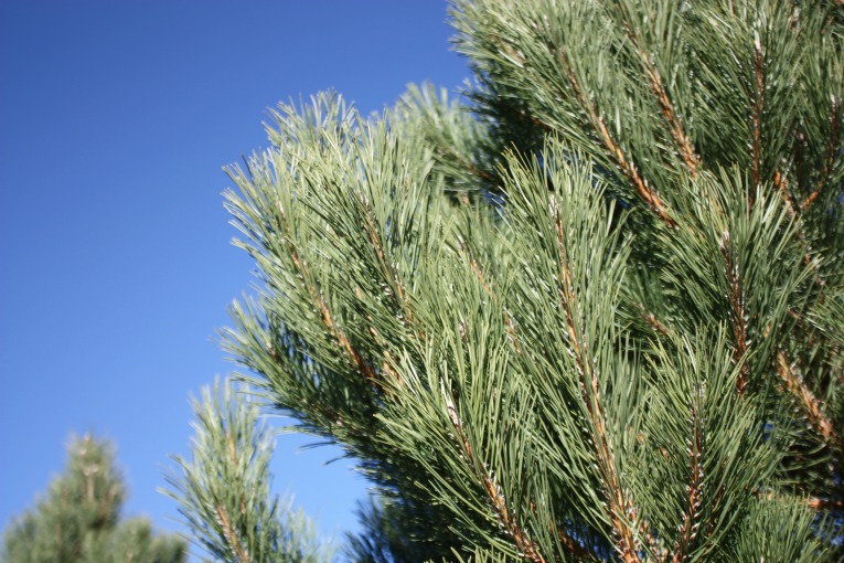 Austrian Pine