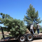 Tree-loading