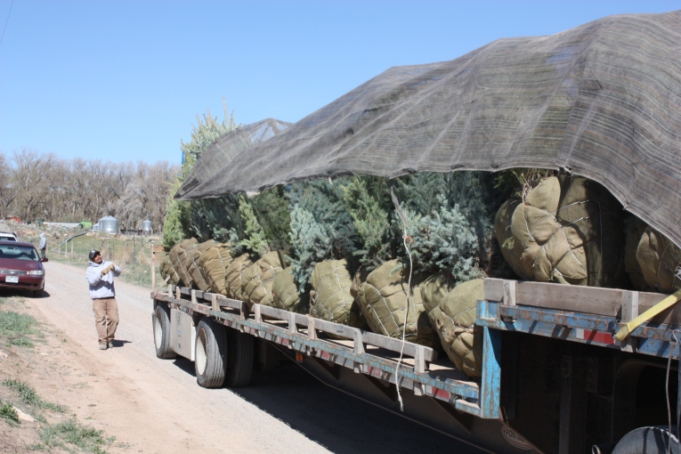 Tree Loading