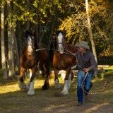 Gary-Riessen-Clydesdales