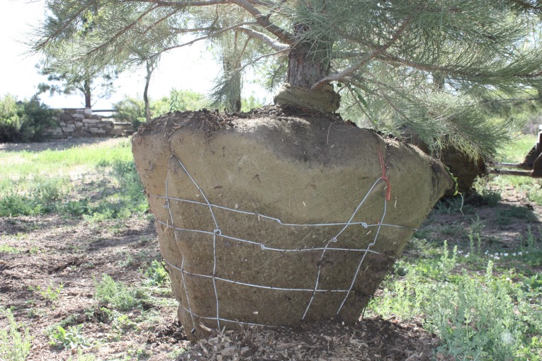 Our Tight Tree Root Ball