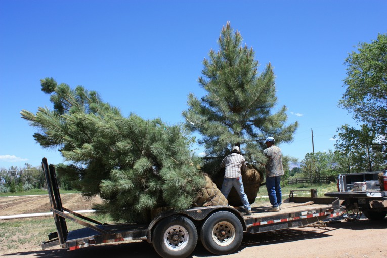 Tree-loading