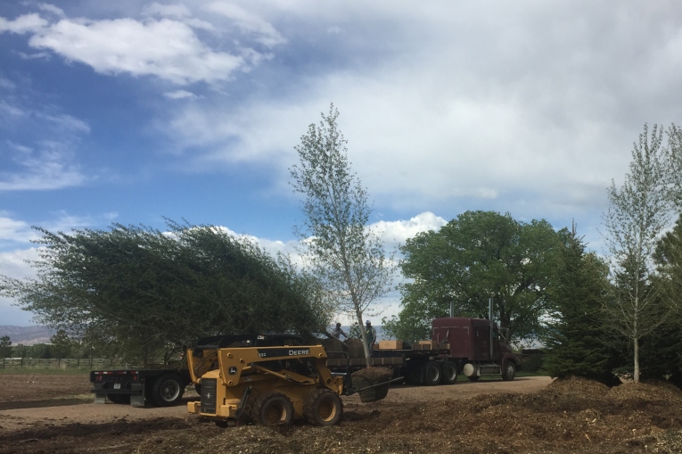 Loading Trees