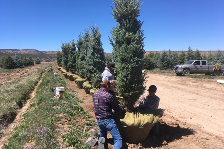 Tree Preparation