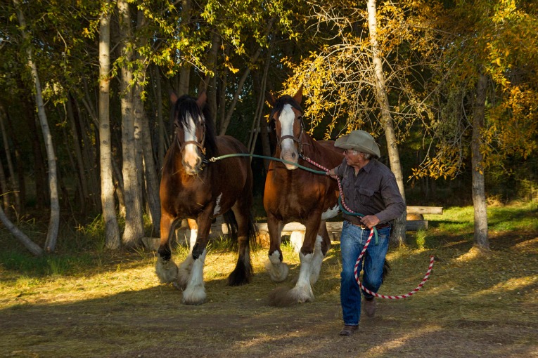 Gary-Riessen-Clydesdales