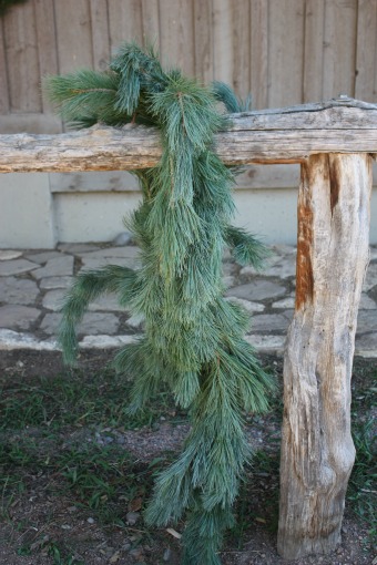 Southwestern White Pine Garland