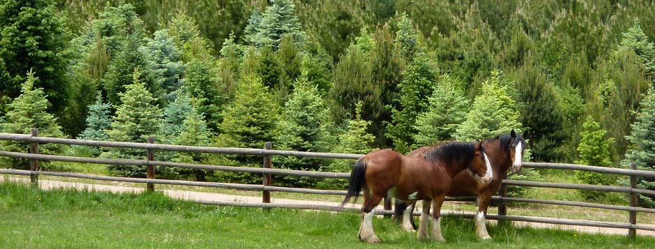 Clydesdales_and_Evergreens