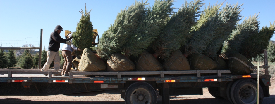 Loading Trees