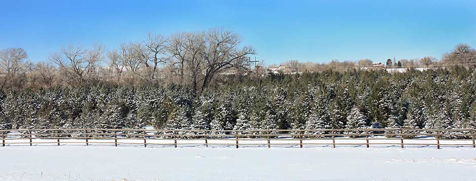 Trees_In_Snow_Winter