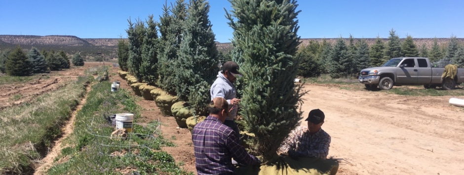 Tree Preparation