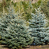 Conifer Trees